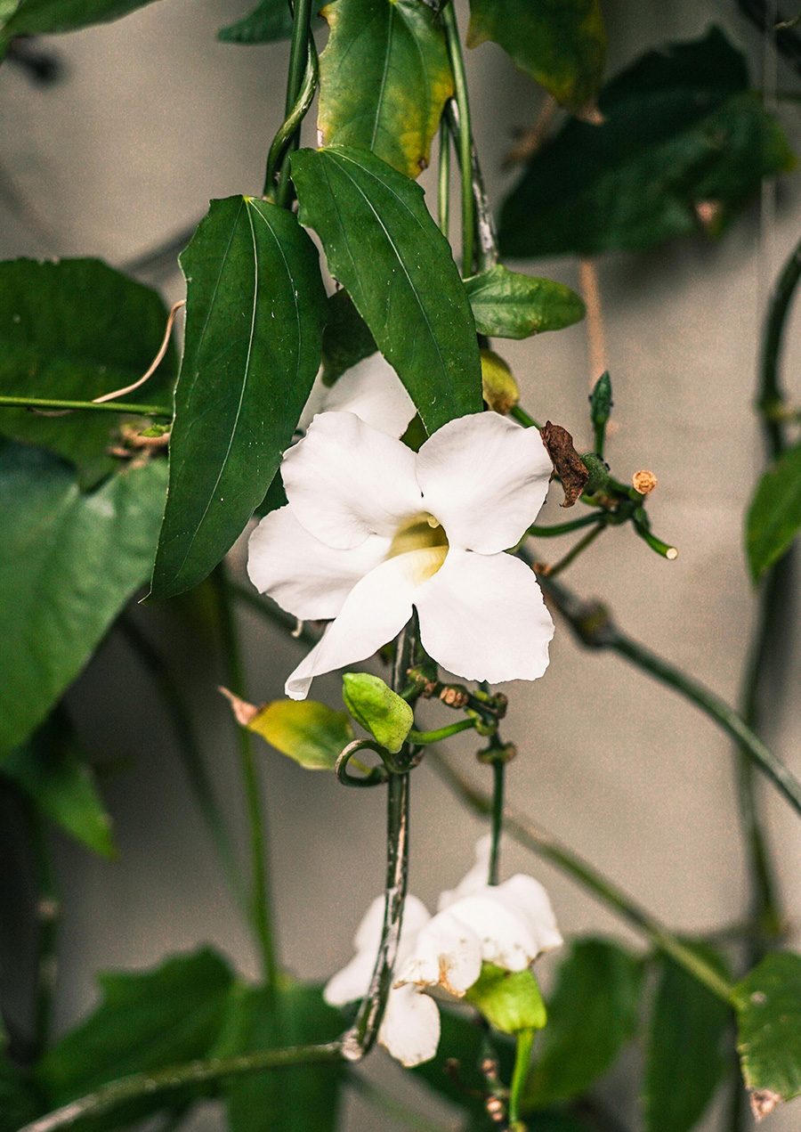 Fleur de jasmin